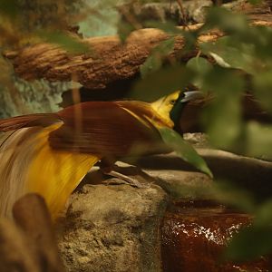 Lesser Bird of Paradise