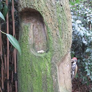 Educational model of a woodpecker feeding and its nest.