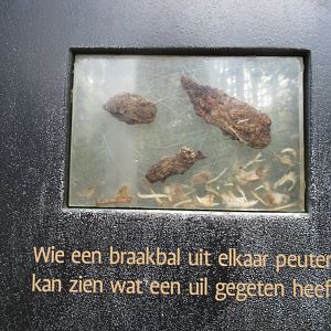 Owl pellets displayed in acrylic case