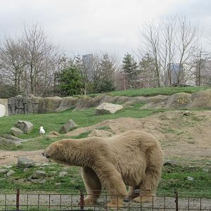 Polar Bear and city skyline