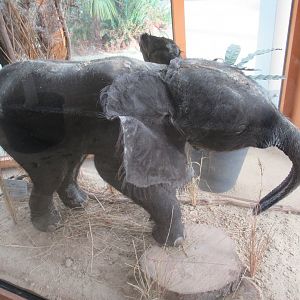 Taxidermy elephant calf