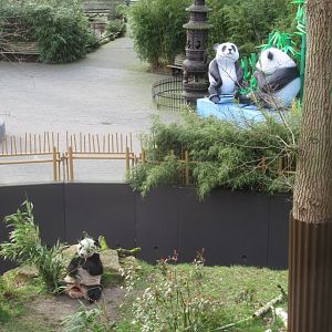 Overview of panda enclosure