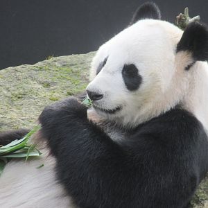 You know you love Giant Pandas really!