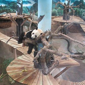 Panda hanging out indoors