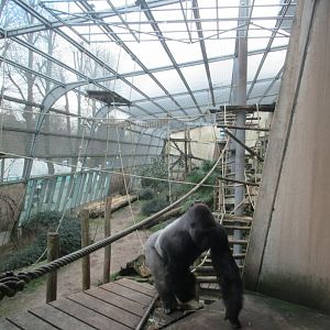 Outdoor section of gorilla accommodation