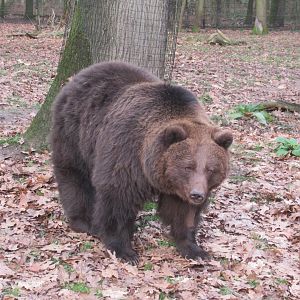 Bear in the bear forest