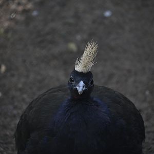Congo Peafowl