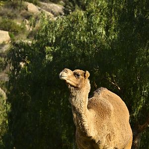 Dromedary Camel