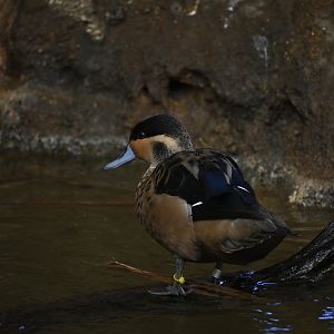 Hottentot Teal
