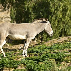Somali Wild Ass