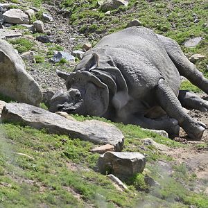 Greater One Horned Rhinoceros