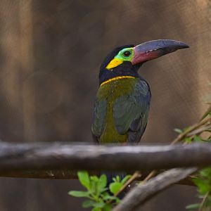 Guianan Toucanet