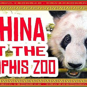 Zoo Tours | CHINA