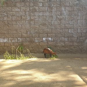 Red-flanked Duiker, Nursery pen