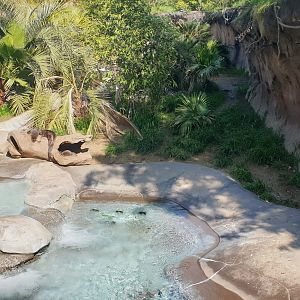Giant Otters, Rainforest of America