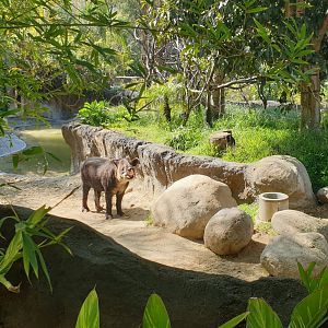 Baird's Tapir, Rainforest of America