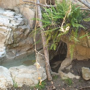 American Badger, Children's zoo