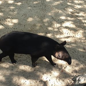 Mountain Tapir