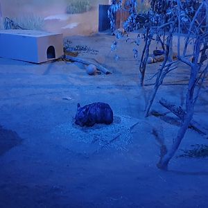 Southern Hairy-nosed Wombat