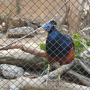Bornean Crested  Fireback