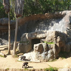 Chimpanzee, Mahale Mountains