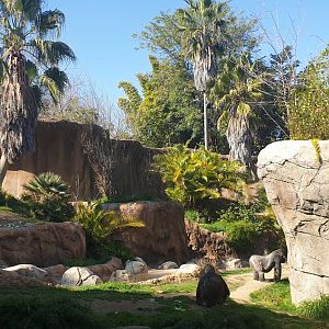 Western Gorilla, Gorilla reserve