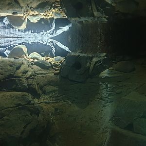 Chinese Giant Salamander, LAIR