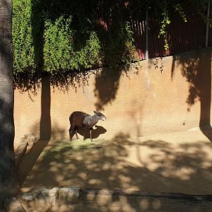 Yellow-backed Duiker