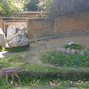 Gerenuk