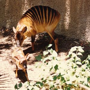 Late Stephan Romo's picture: Zebra Duiker Nina with calf