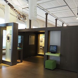 '250 Years of Natural History' permanent exhibition, 2019-12-03