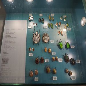 Coleoptera from Upemba National Park, Congo, 2019-12-03