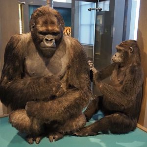 Eastern lowland gorilla (Gorilla beringei graueri) specimens Igor and Isabella from Antwerp Zoo, 2019-12-03