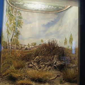 Small diorama of the Kalmthout Heath with Viviparous lizard specimens, 2019-12-03