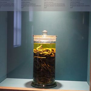 Jar with 55 preserved viviparous lizard specimens, 2019-12-03