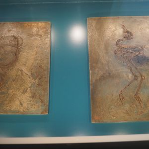 Snake (Taxon undetermined) and Wader bird (Messelornis species) fossils from the Messel Pit, 2019-12-03
