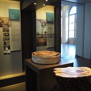 Display on and with petrified wood found in Flanders, 2019-12-03