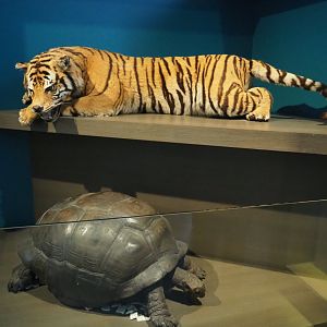 Specimens Amur tiger and Aldabra giant tortoise, 2019-12-03