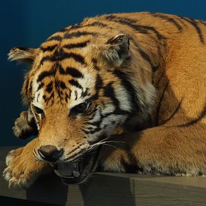Specimen Amur tiger (Panthera tigris altaica), 2019-12-03
