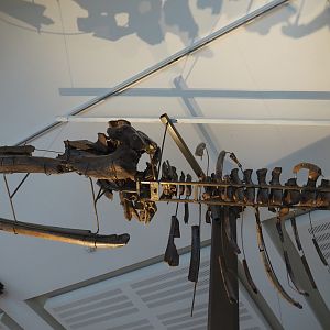 Fossilized skeleton of Balaenula balaenopsis hanging from the ceiling, 2019-12-03