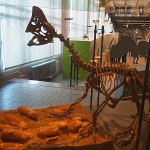 Oviraptor philoceratops skeleton with eggs, 2019-12-03