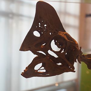 Oviraptor philoceratops skull, 2019-12-03