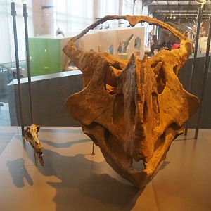 Velicoraptor mongoliensis and Protoceratops hellenikorhinus skulls, 2019-12-03
