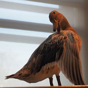 Specimen female domestic mallard (Anas platyrhynchos), 2019-12-03