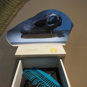 Diplodocus carnegii skull cast compared to garden equipment, 2019-12-03