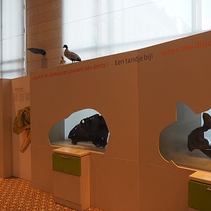 Display on dinosaur feeding techniques, 2019-12-03