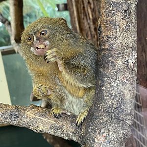 Pygmy marmoset 050120