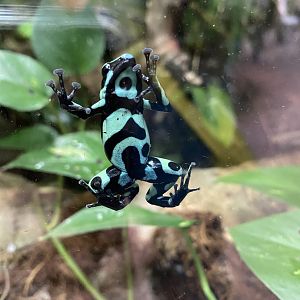 Green and black poison frog 050120