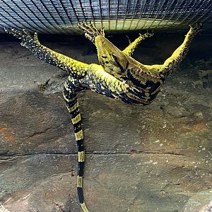 Philippine water monitor 050120