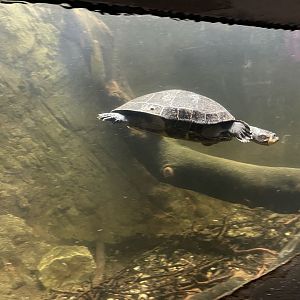 Yellow-spotted Amazon river turtle 050120